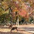 奈良公園的楓葉
