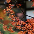 金閣寺的楓葉之ㄧ