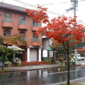 輕井澤的路樹楓紅