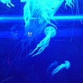 海生館水母