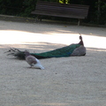 Parc de Valladolid