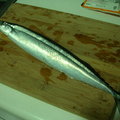 秋刀魚(生食)