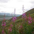 Denali 2010 - 4