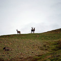 Denali 2010 - 10