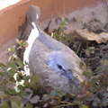 2008五月在我家陽台孵育成功的斑鳩寶寶,應該是第二代,去年是第一代,好像我們的家人