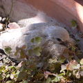 2008五月在我家陽台孵育成功的斑鳩寶寶,第一次離巢,很溫暖的小天使