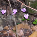 2008秋冬 - 淡紫色的野生仙客來遍佈山野坡地 奇妙的花開花謝 隨季節而來