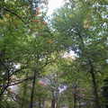 2008秋冬 - 栗子森林逐漸轉黃 咚咚栗子成熟掉落的聲音隱隱傳來
