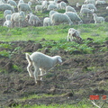 Appia Antica 私人領地的羊群1