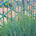 第一個薰衣草開花的夏季 去年秋天種下法國來的植物 種在陽台也長的意氣飛揚