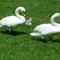 湖邊天鵝一家 好愛陽光草坪