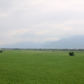 稻田綿延到中央山脈