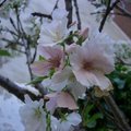 後院的櫻花在早春開放,愛極了它的粉白沾染著些許的粉紅,在霧濛濛的春雨中別有況味