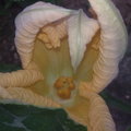 c3:南瓜花朵---雌蕊