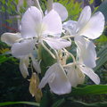 野薑花:清香的白色花朵