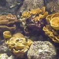 珊瑚礁和海葵的世界-2