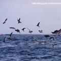 菊島的海鷗群