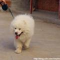 雪白的薩摩耶犬（西伯利亞種）-1