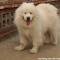 雪白的薩摩耶犬（西伯利亞種）-2