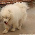 雪白的薩摩耶犬（西伯利亞種）-3