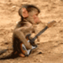 猴子彈吉他