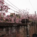 上班路上的櫻花樹
