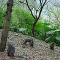 宜蘭仁山植物園猴子家族2