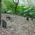 宜蘭仁山植物園猴子家族1