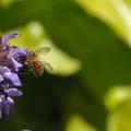 蜜蜂與鼠尾草