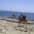 riding camel