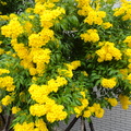 燦爛的黃鐘花