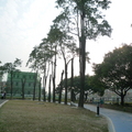 屏東市復興公園的黑板樹的命運