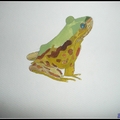 青蛙-色調分離 水彩