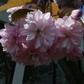 日本櫻前線是指由最南的沖繩縣(琉球)起，追著櫻花綻放而北移，一直到北海道的北端為止。本人的櫻前線是指家附近各種櫻花由三月至五月輪番開花。