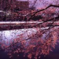 日本夜櫻花團錦簇