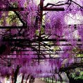 武陵農場紫色藤蘿