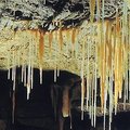 懷托摩螢火蟲洞 (Waitomo Cave) 位於羅吐魯阿附近, 號稱為世界七大奇景之一的鍾乳石及螢火蟲洞。
