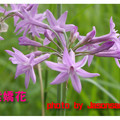 台北市中正紀念堂~紫嬌花