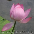 lotus 荷花 {蓮花}