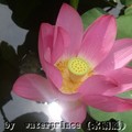 lotus 荷花 {蓮花}