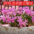 士林官邸公園遊園賞蘭，在絲絲的涼風中享受著蘭園迴盪溫馨的暖意。
