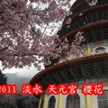 2011淡水‧天元宮 櫻花