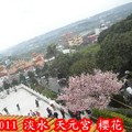 2011淡水‧天元宮 櫻花