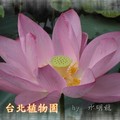 台北市植物園~2011荷花(蓮花)