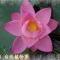 台北市植物園~2011荷花(蓮花)