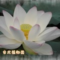 台北市植物園~2011荷花(蓮花)