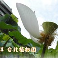 台北市植物園~2011荷花(蓮花)