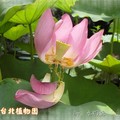 台北市植物園~2011荷花(蓮花)