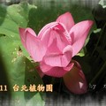 台北市植物園~2011荷花(蓮花)