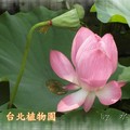 台北市植物園~2011荷花(蓮花)